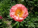 Pink Hawaiian Coral peony photo