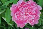 Princess Margaret peony photo