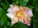 Singing in the Rain peony photo