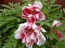 Dao Jin 岛津 peony photo