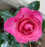 All Dressed Up ™ rose photo