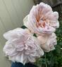 Cymbaline rose photo