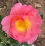 Lilian Austin rose photo