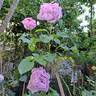 Alexandra David Neel rose photo