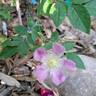 Rosy Boom rose photo