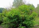 <i>P. delavayi</i> var. <i>delavayi</i> f. <i>lutea</i> S.G.Haw peony photo