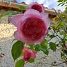 Sonia Rykiel ® rose photo