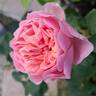 Eustacia Vye ™ rose photo