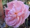 Dames de Chenonceau ® rose photo