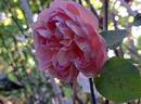 Dames de Chenonceau ® rose photo