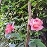 Emma Bridgewater ™ rose photo