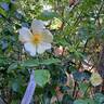 Tottering-By-Gently rose photo
