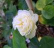 Madeleine Fayet de Fontfroide rose photo