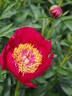 Hohloma peony photo