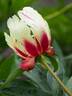 Court Jester peony photo