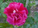 Guy Savoy rose photo
