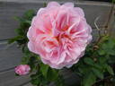 Eustacia Vye ™ rose photo