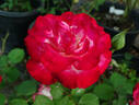 Gardens of the World rose photo