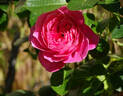 Gemma rose photo
