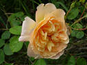 Ginger Syllabub rose photo
