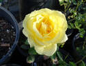 Glorious rose photo