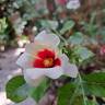 Aria Babylon Eyes rose photo