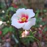 Aria Babylon Eyes rose photo