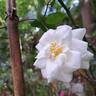 White New Dawn rose photo