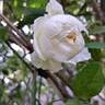 Claire Austin rose photo