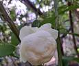 Claire Austin rose photo