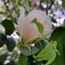 Claire Austin rose photo