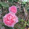 Scepter'd Isle rose photo