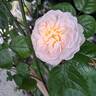 Emily Brontë rose photo