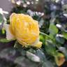 Château de Cheverny rose photo