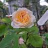 The Lady Gardener rose photo