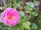 Alexandra David Neel rose photo