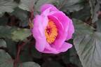 P. cambessedesii peony photo