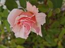 Mrs. G.A. Wheatcroft rose photo