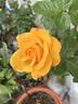 Garden Princess rose photo