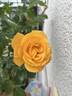 Garden Princess rose photo