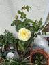 Garden Princess rose photo