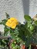 Garden Princess rose photo
