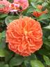Le Lancelot ® rose photo