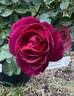 Für Elise rose photo