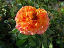 Goldflame rose photo