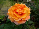 Goldflame rose photo
