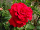Grande Amore ® rose photo