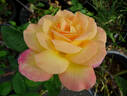 Grand'mère Jenny rose photo