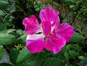 Guy Savoy rose photo