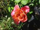 Gypsy Curiosa rose photo